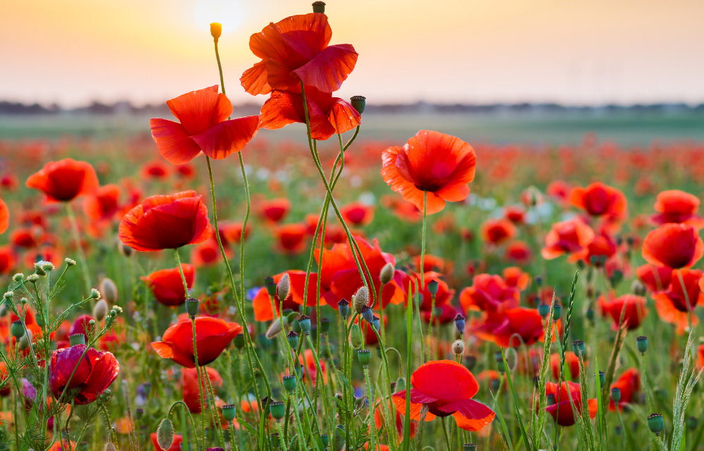 Blumenfeld im Spätsommer