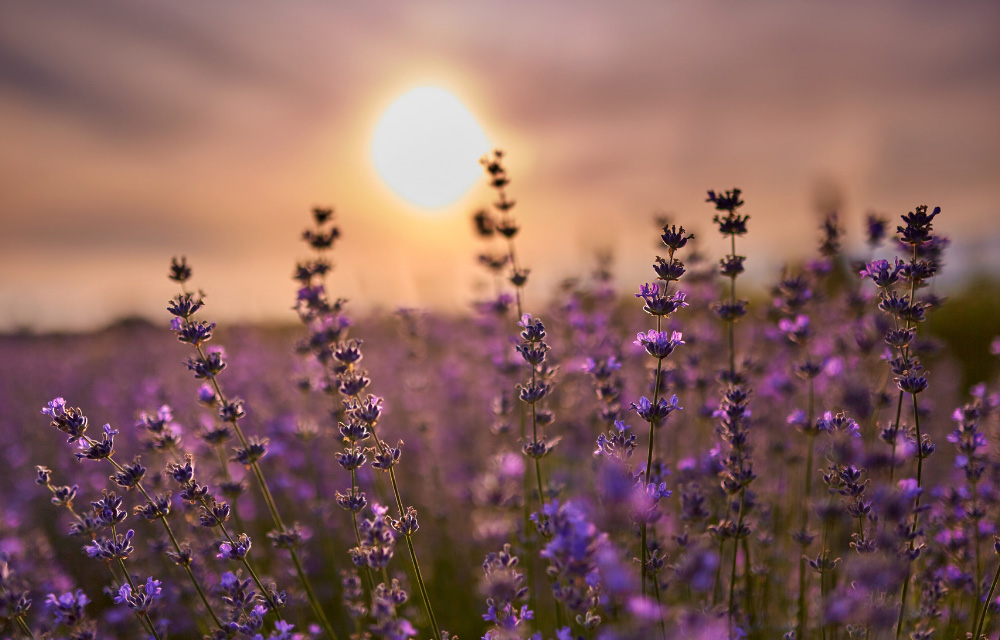 Stimmungsvolle Deko-Inspiration: Ein blühendes Lavendelfeld im warmen Gegenlicht des Sonnenuntergangs, perfekt für eine romantische Tafel.