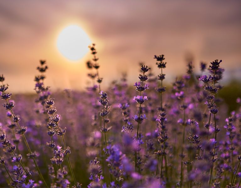 Lavendel