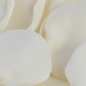 Nahaufnahme von den 50 Satin Blütenblätter in Creme, 35 mm.