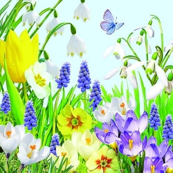 20er Pack Servietten Frühlingsbeet, 33 x 33 cm