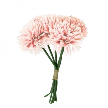 6er Bund Dahlien in Peach, 24 cm