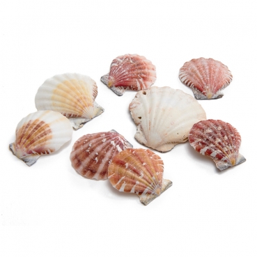 Naturdeko Muscheln flach