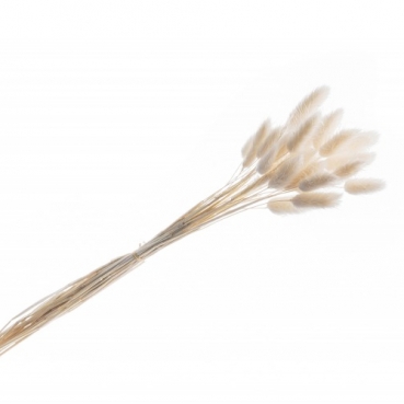 Naturdeko Samtgras, Lagurus Bund, getrocknet, in Wollweiß, 55 cm