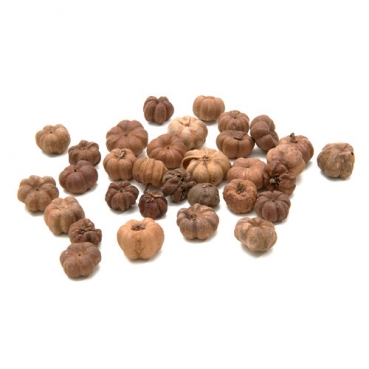 Naturdeko Putka Pods, Mini Kürbis-Optik in Naturtönen, 10 - 20 mm