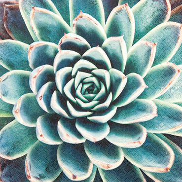 20er Pack Servietten Sukkulente, Echeveria, 33 x 33 cm