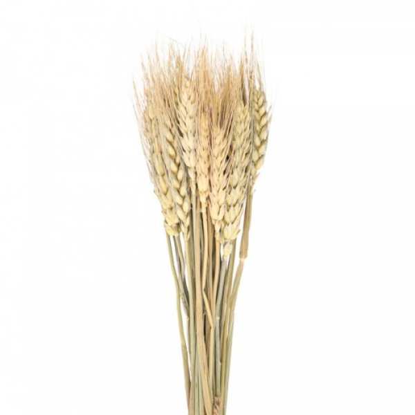 Naturdeko Getreide, Ähren Bund, getrocknet, 35 cm.