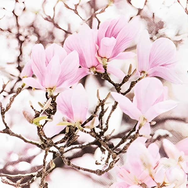 20er Pack Servietten Magnolien, 33 x 33 cm.