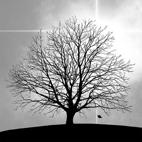20er Pack Servietten Trauerfeier, Baum in Schwarz/Grau, 33 x 33 cm.
